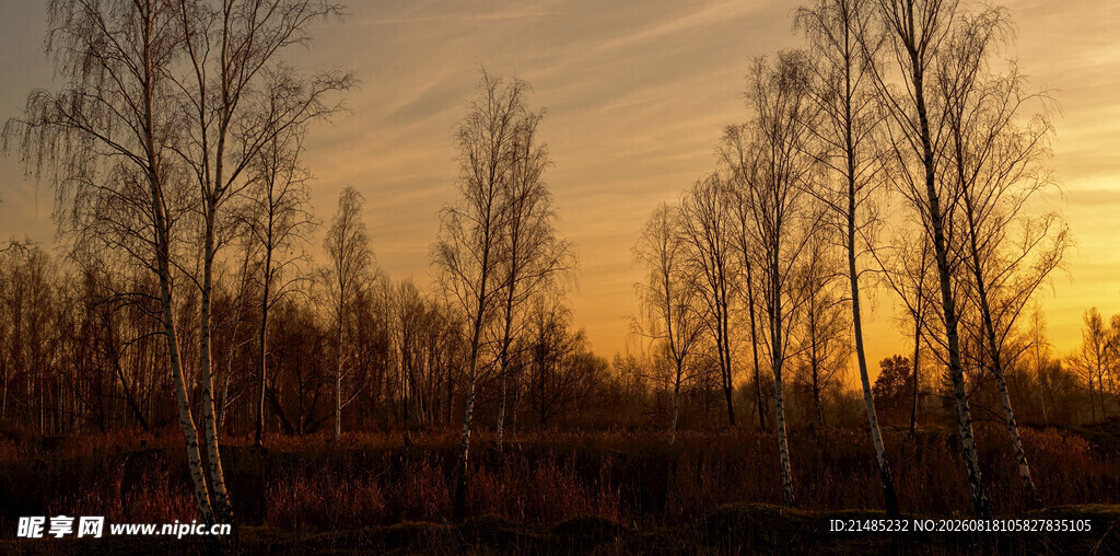 夕阳下的白桦林美景