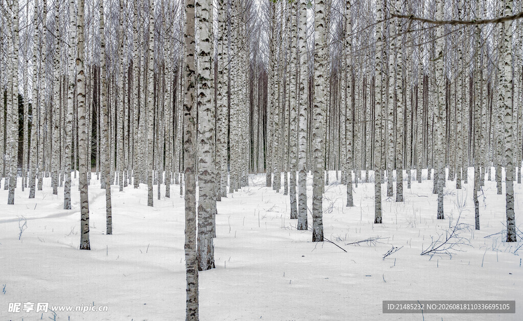 冬日白桦林雪景