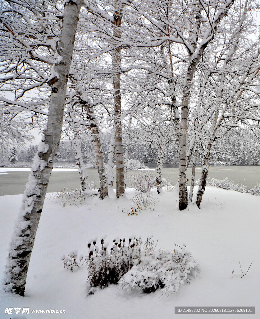 雪覆桦林的冬日美景