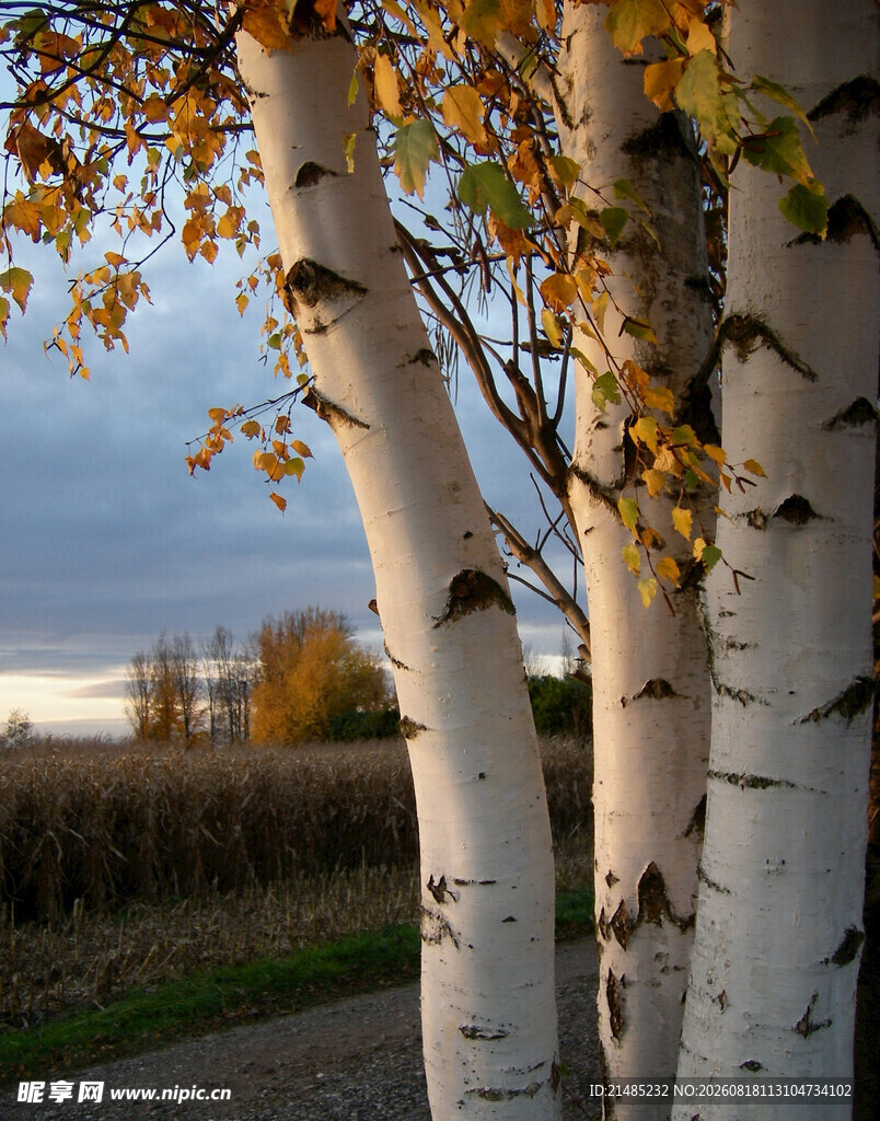 秋日白桦树美景