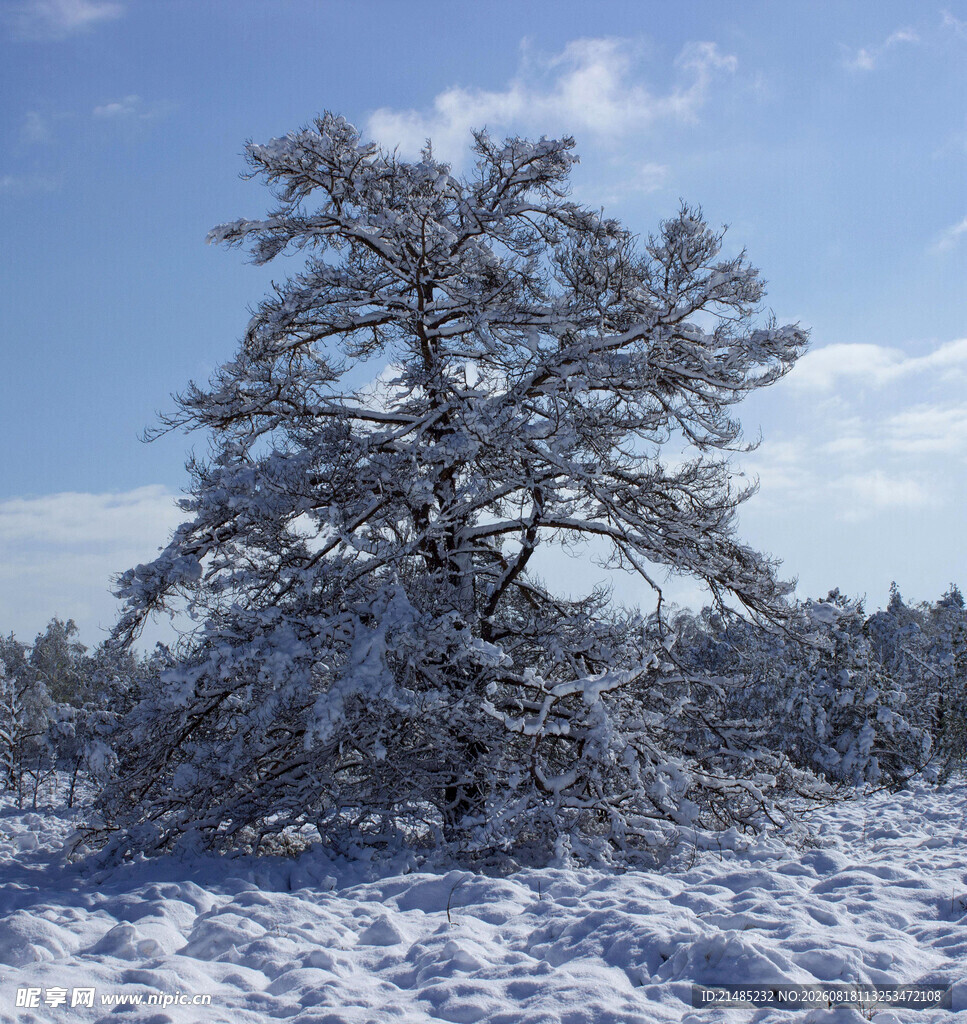 雪覆孤树的