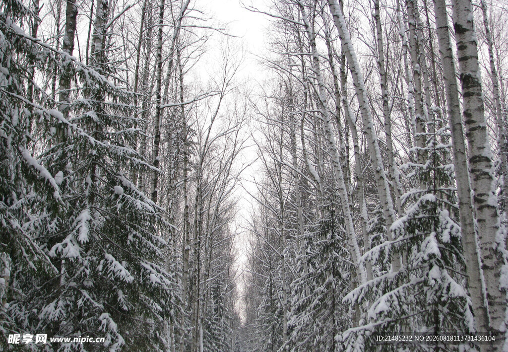 冬日雪覆树林美景