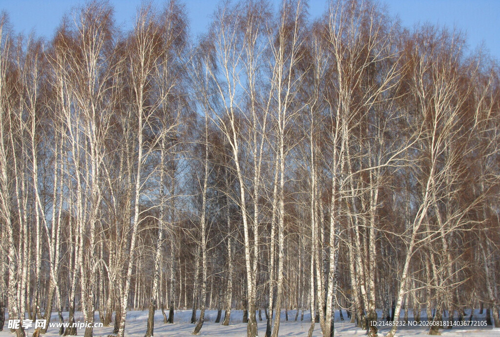 冬日白桦林雪景