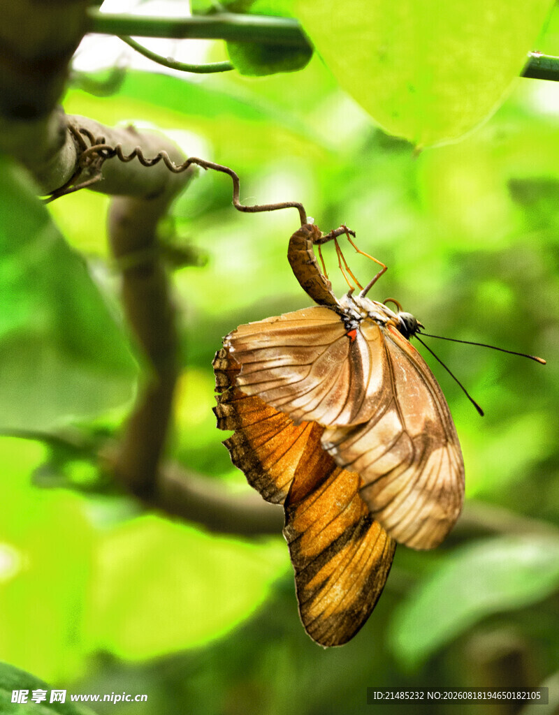 蝴蝶破茧瞬间