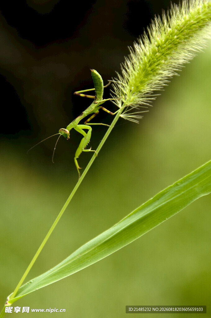 草上螳螂
