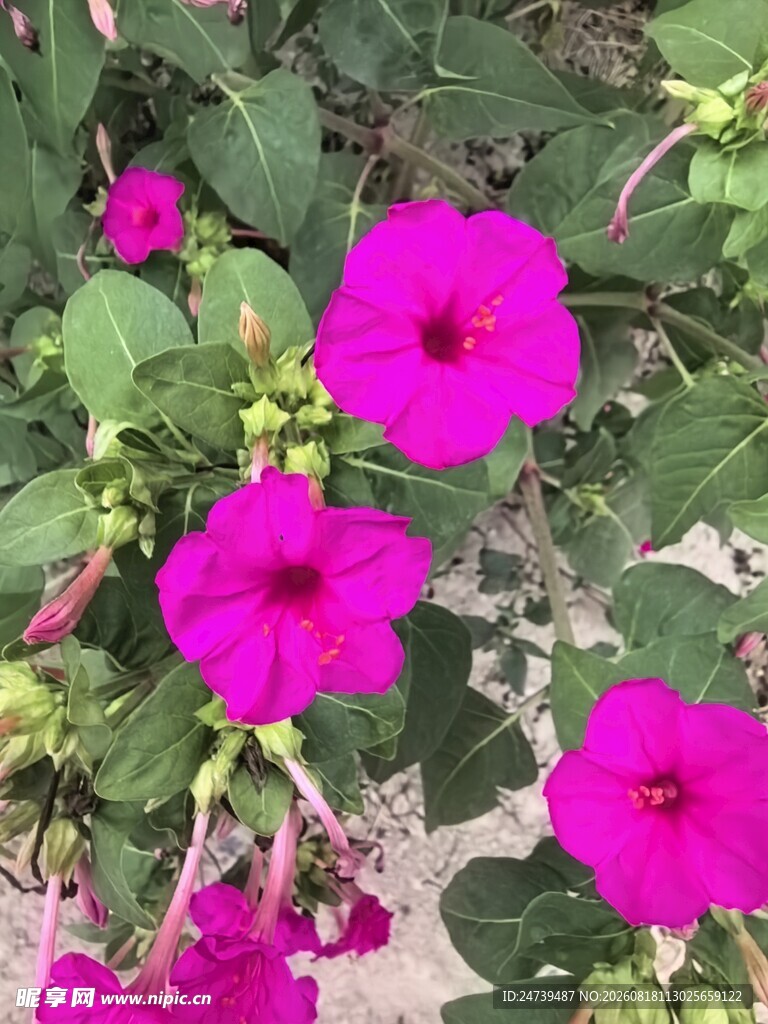 紫茉莉
