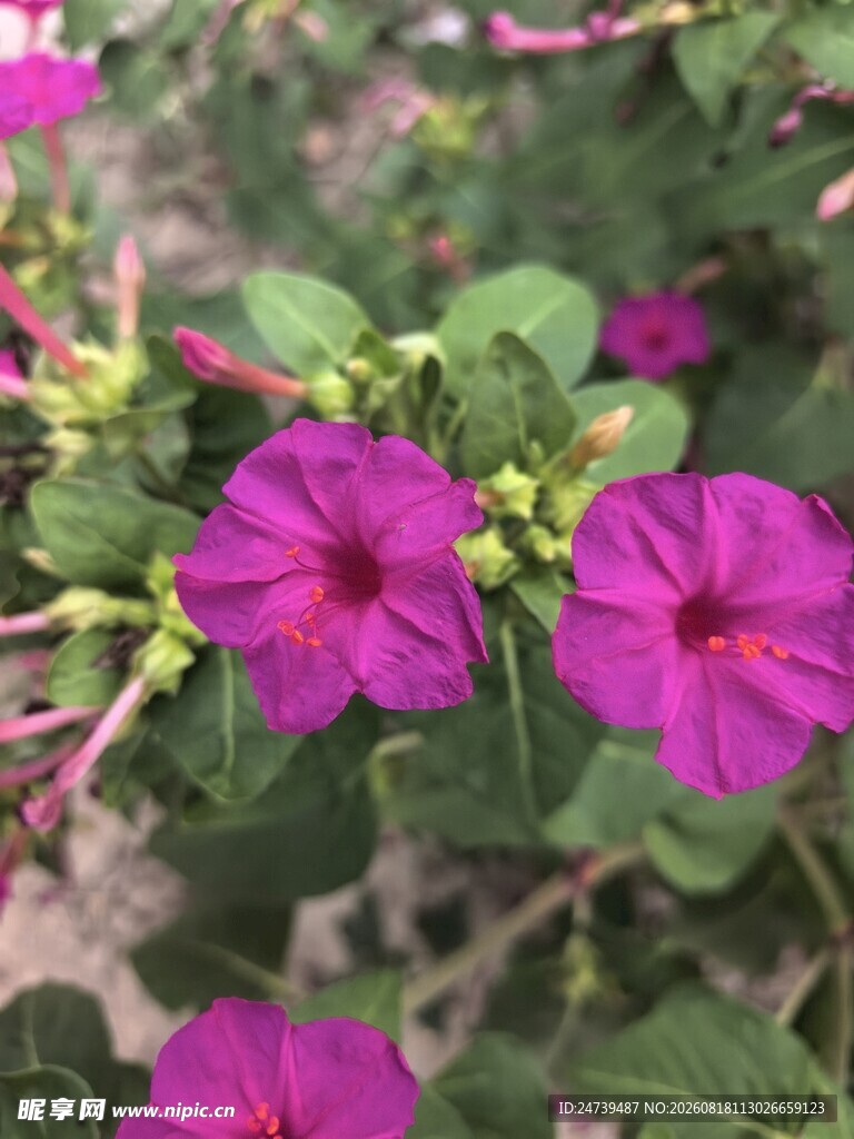 紫茉莉