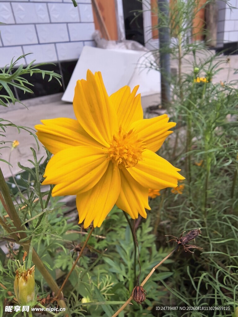 黄色波斯菊