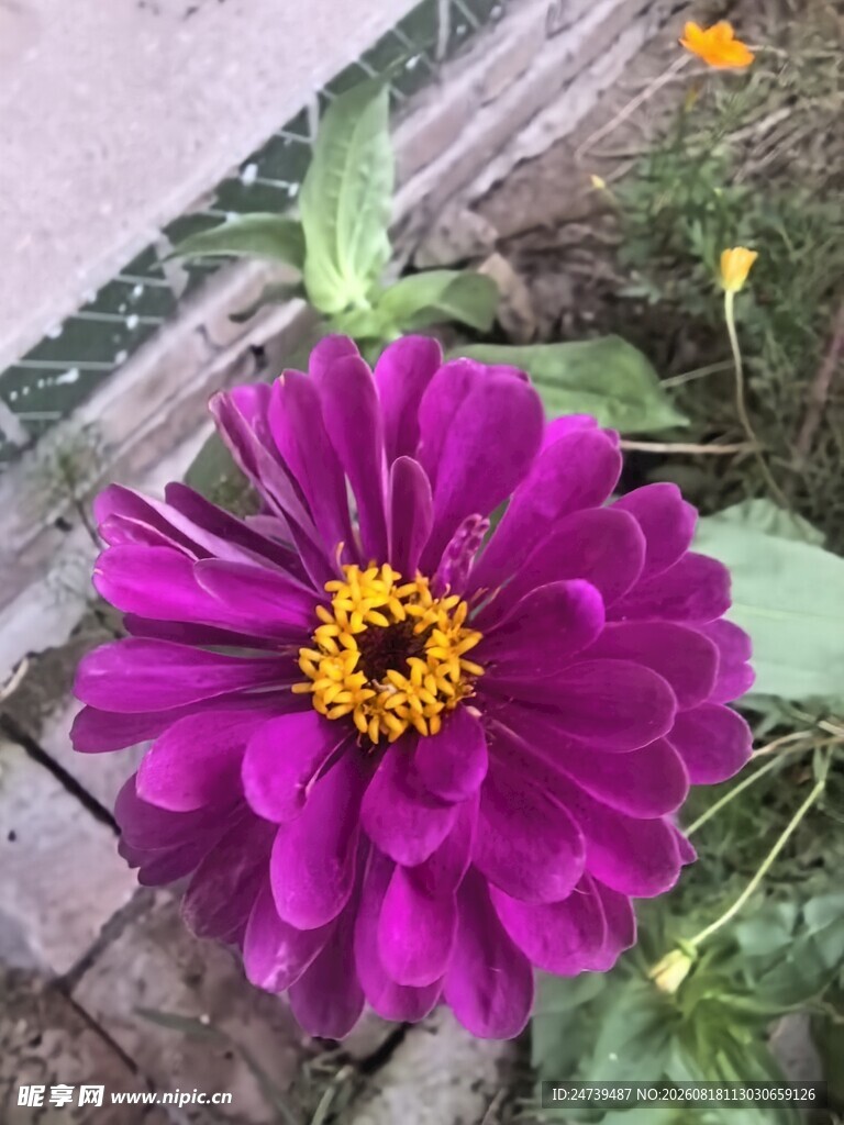 百日菊