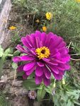 百日菊