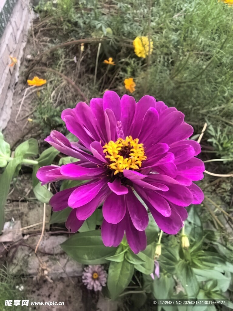 百日菊