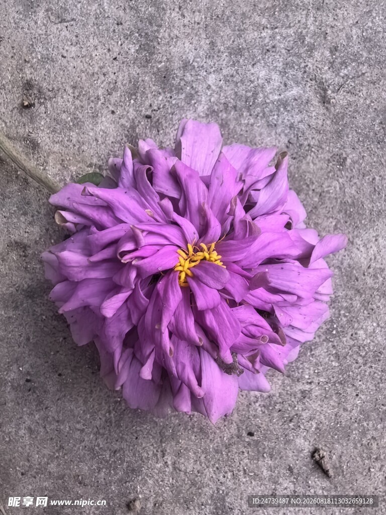 百日菊