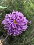 百日菊