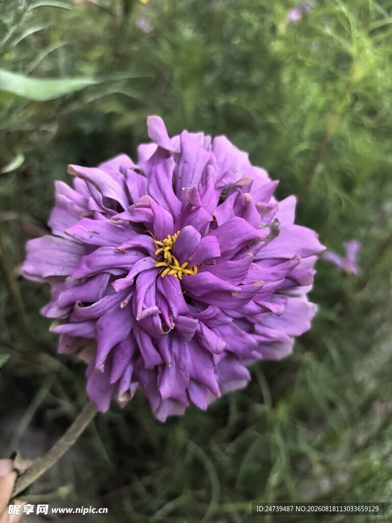 百日菊