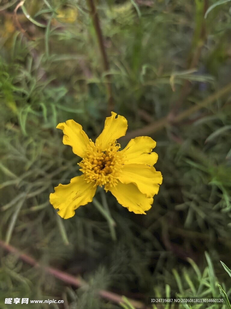 黄色小花绽放于草丛间