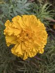 黄色万寿菊特写
