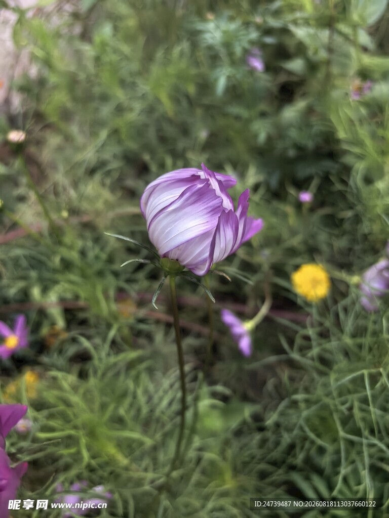 紫色花朵绽放于草丛间