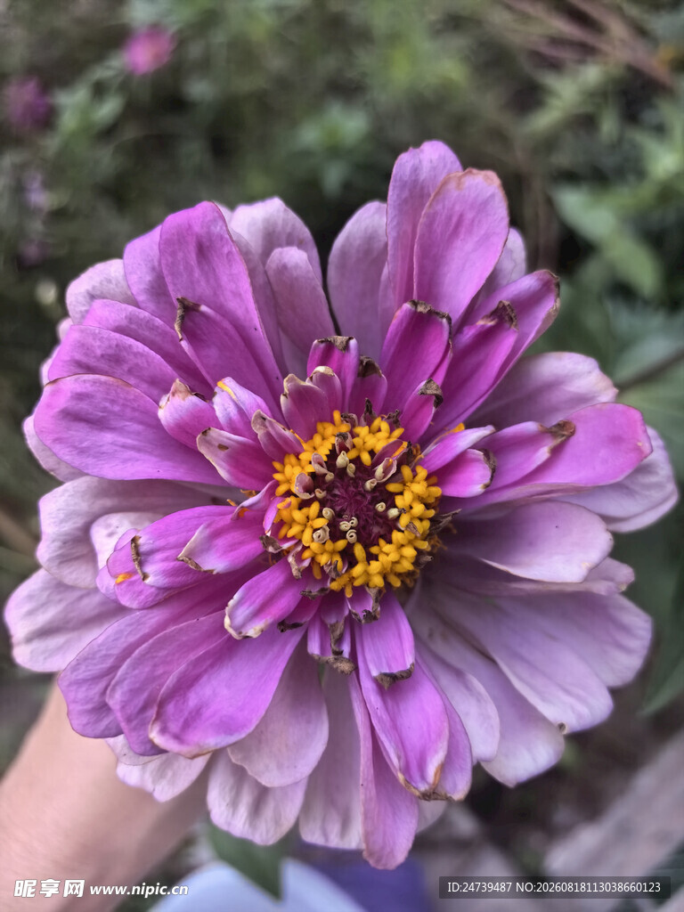 百日菊