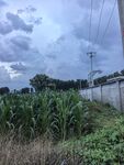 乡村田野边的玉米与天空