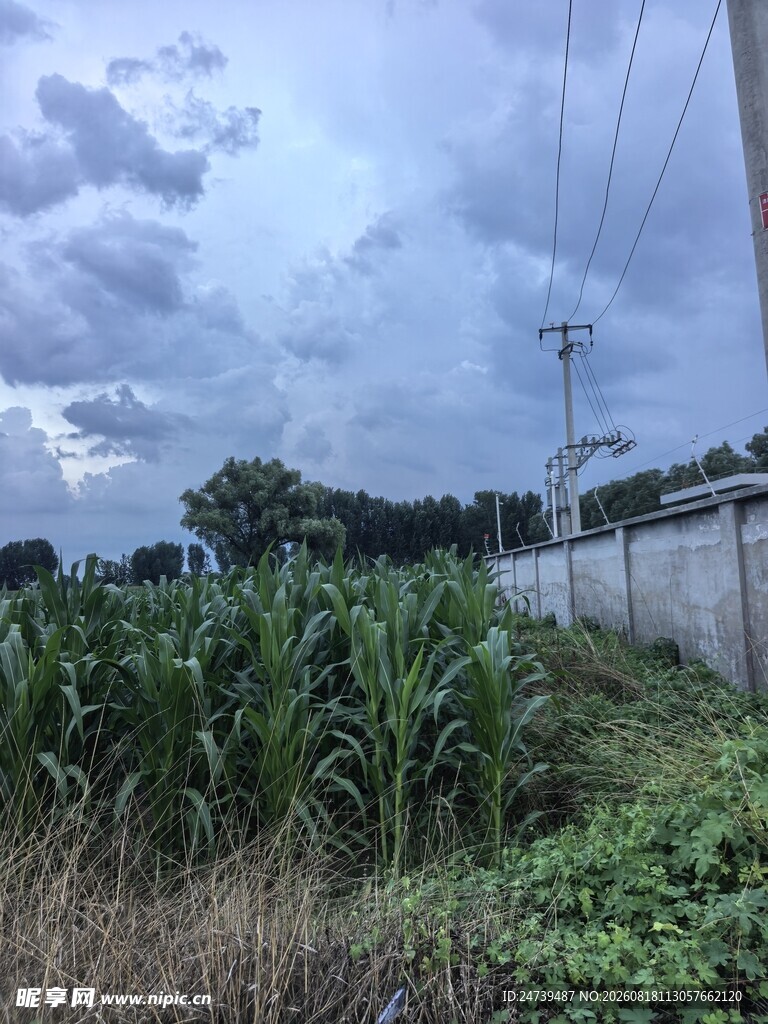 乡村田野边的玉米与天空