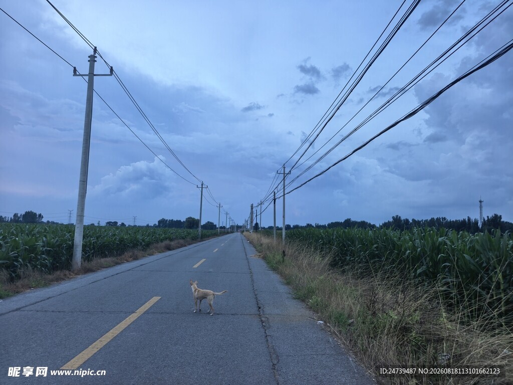 乡村道路上的悠闲小狗