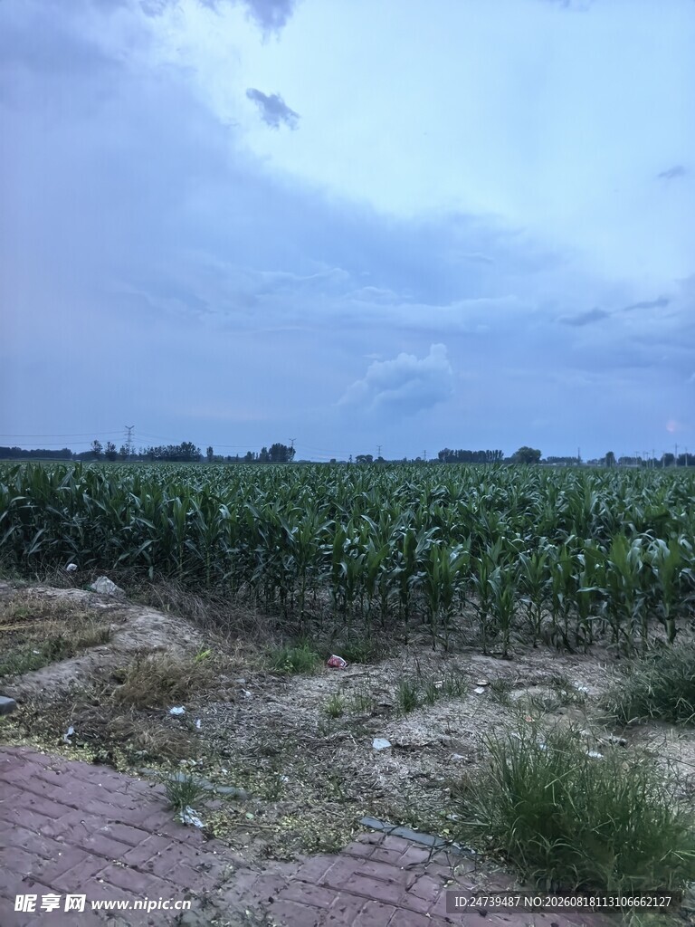 田野中的玉米种植地