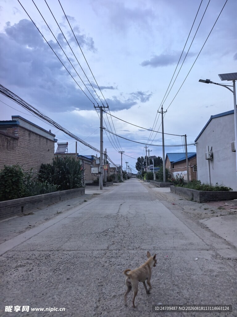 乡村小道上独行的小狗