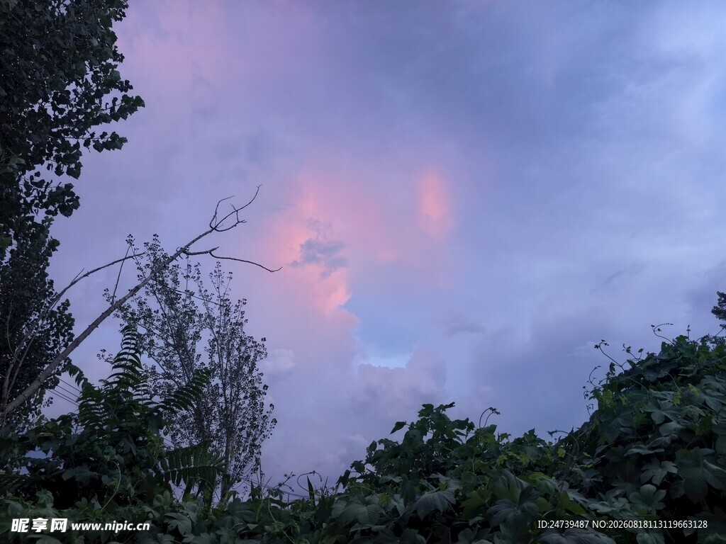 晚霞中的树梢美景