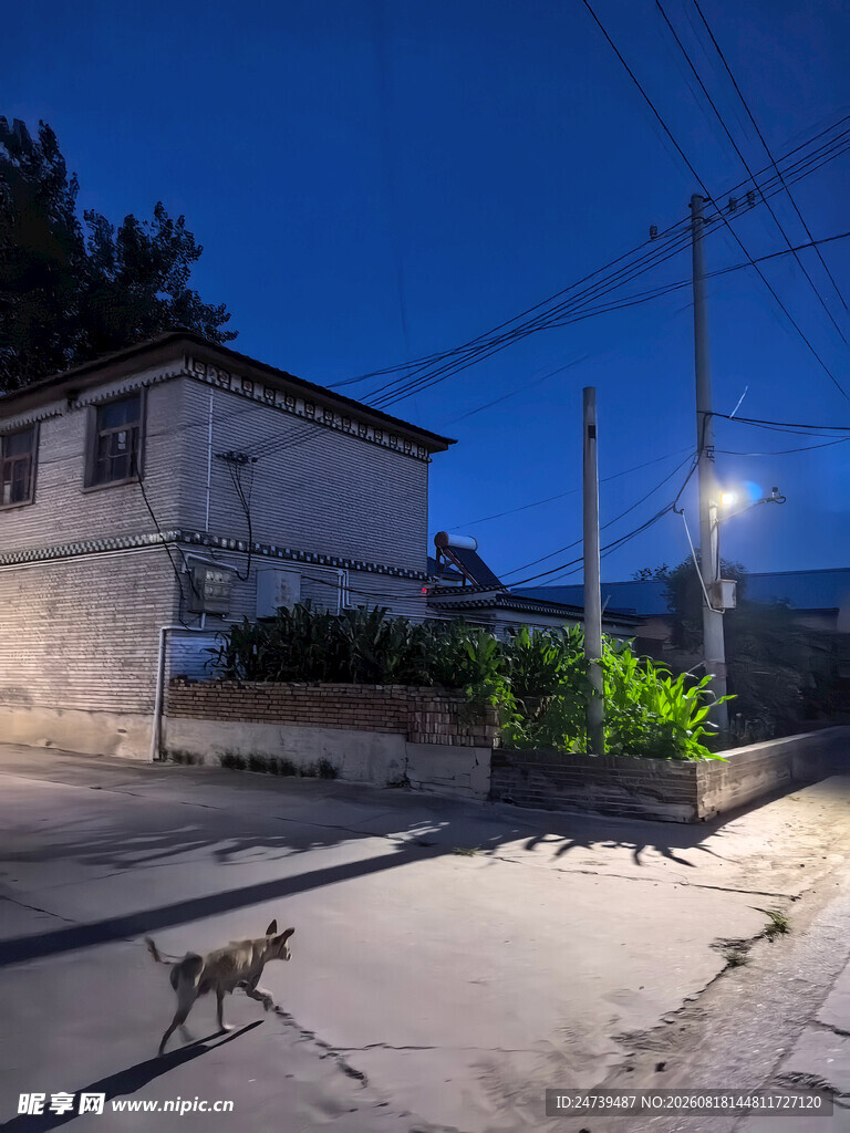 夜晚小巷中的猫咪与房屋