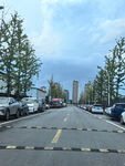 城市街道停车与树木景观