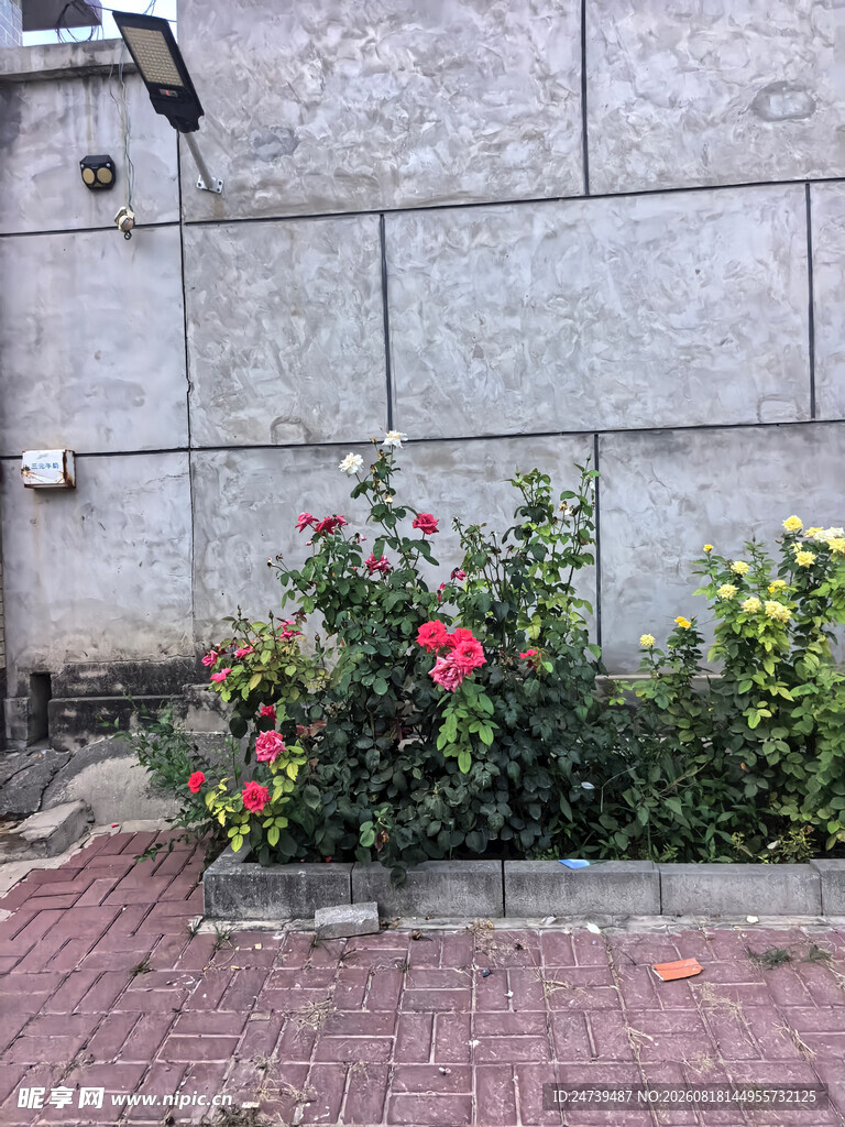 墙边盛放的多彩花卉