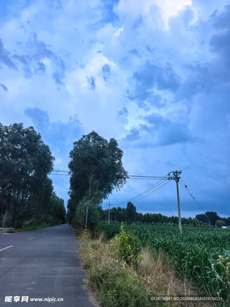 乡间小路旁的田野风光