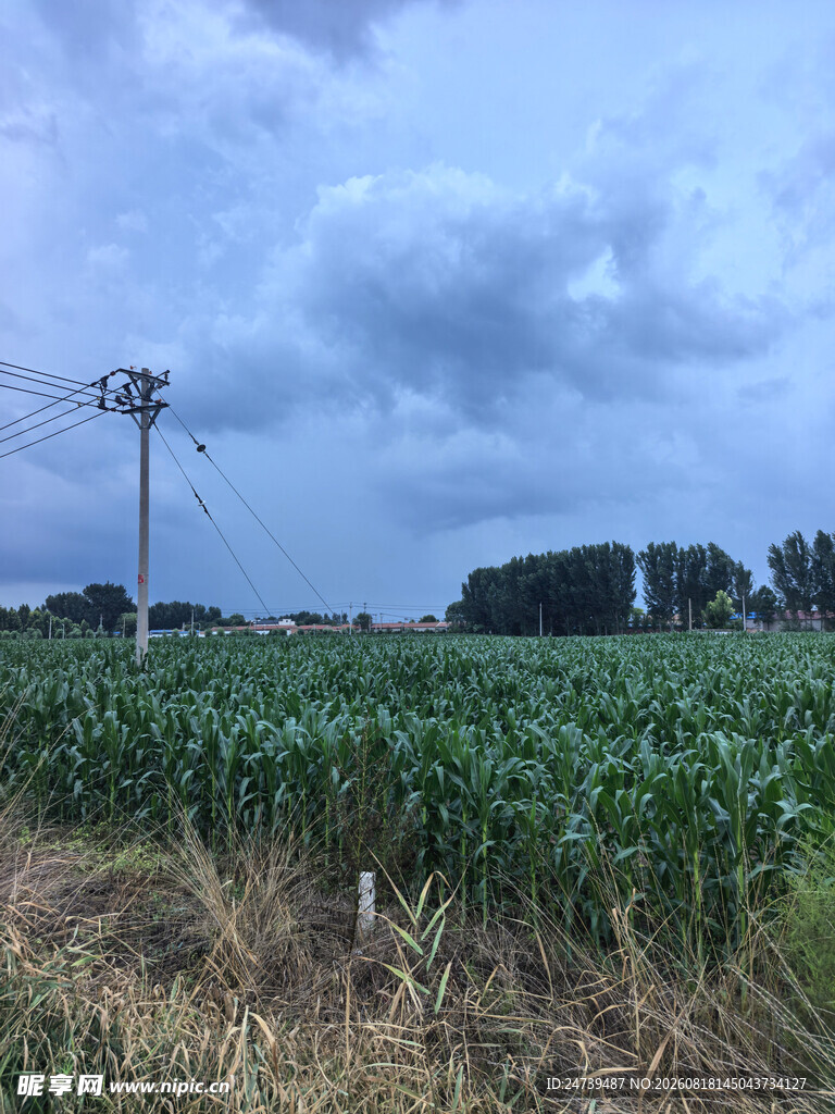 田野中的电线杆与玉米地