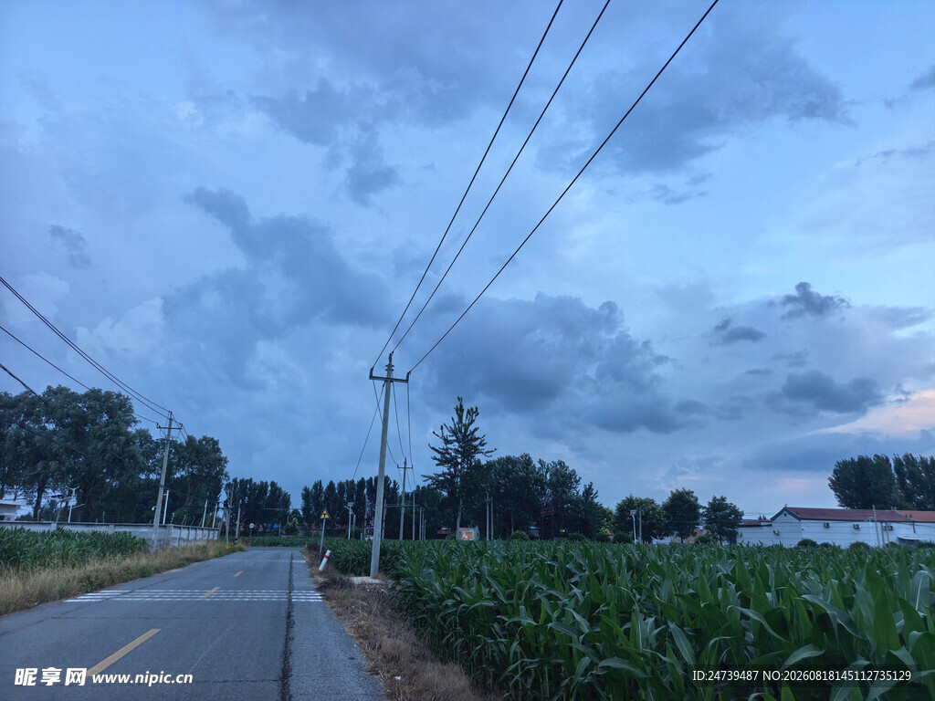 乡村公路边的田野与电线
