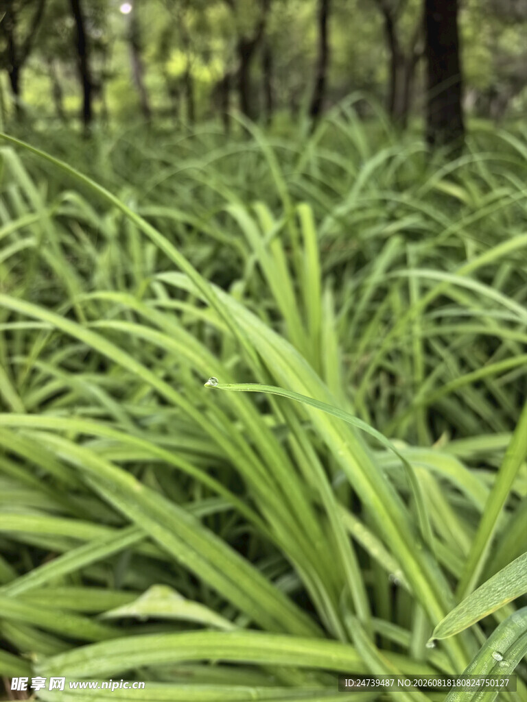 茂密葱郁的绿色植物景观