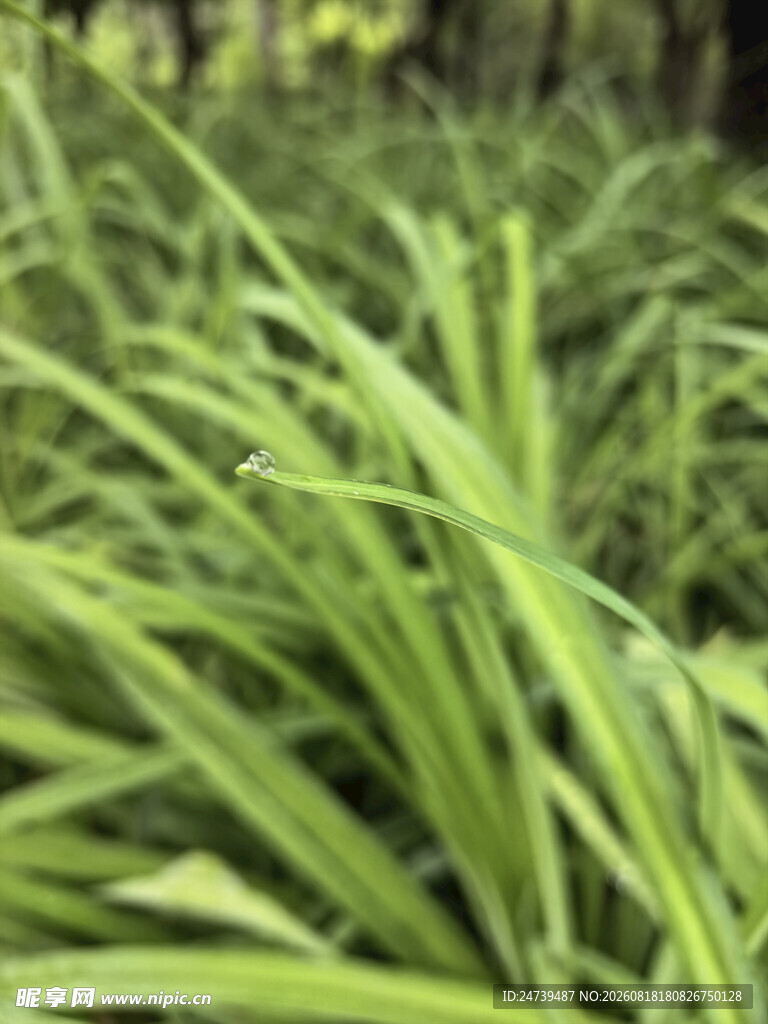 翠绿修长的植物叶片