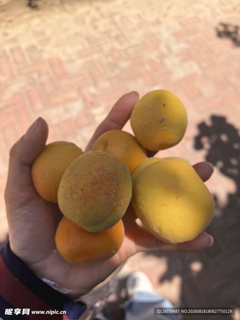 手中捧握的金黄杏子