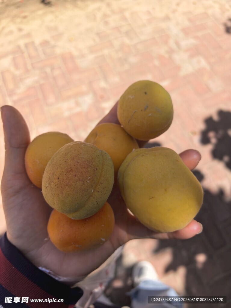 手中的鲜黄杏子
