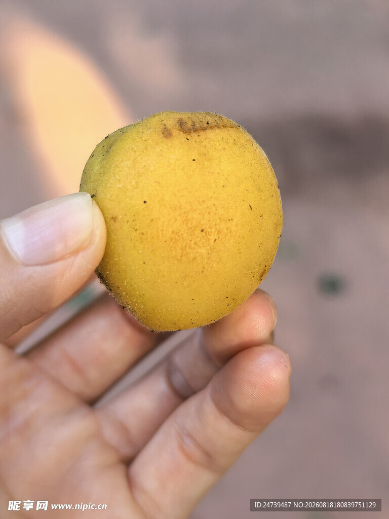 手捧黄澄澄的杏