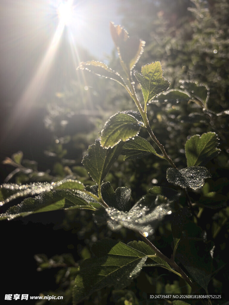 阳光洒落绿意盎然的枝叶