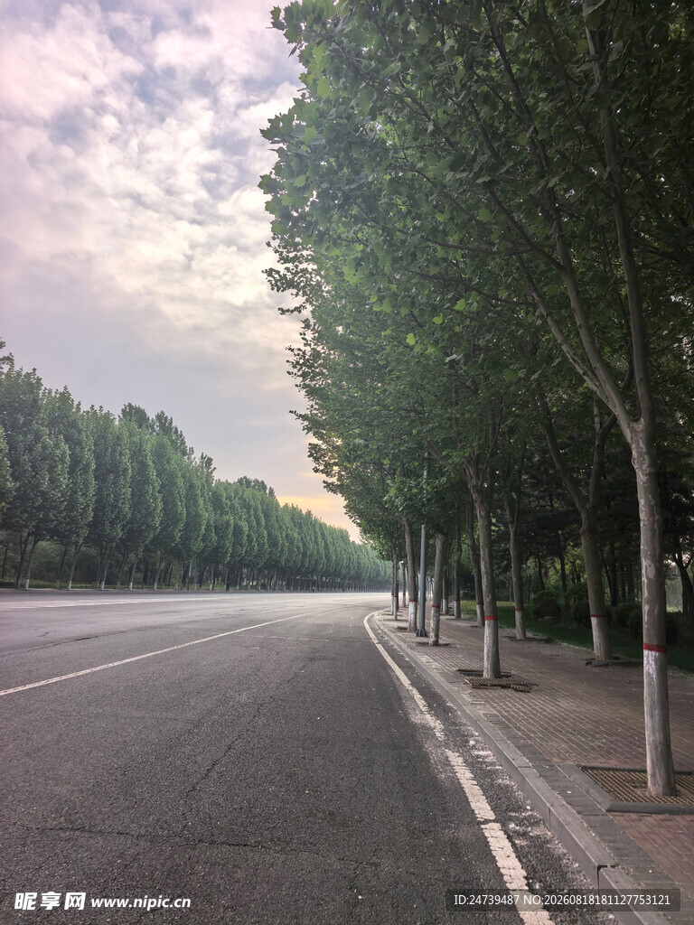 林荫大道清晨静谧风光