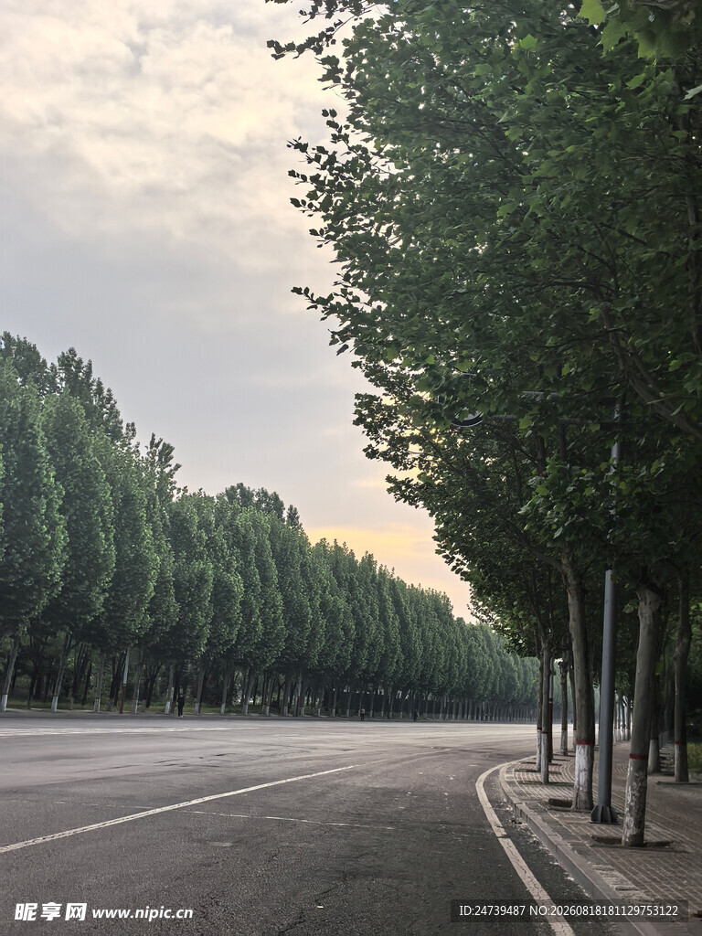 林荫大道静谧的道路风光