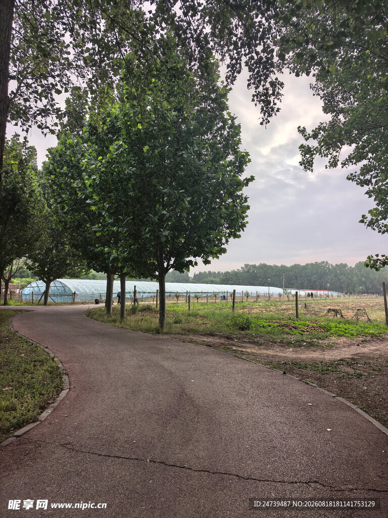 林间小路静谧自然风光