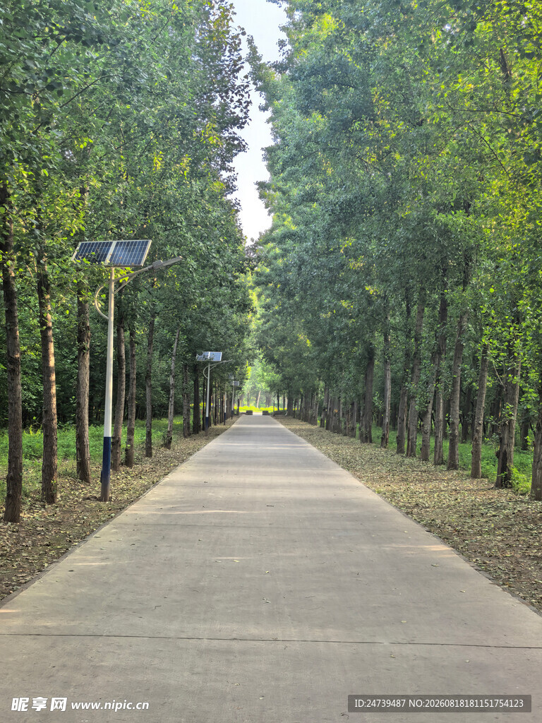 林间静谧小路