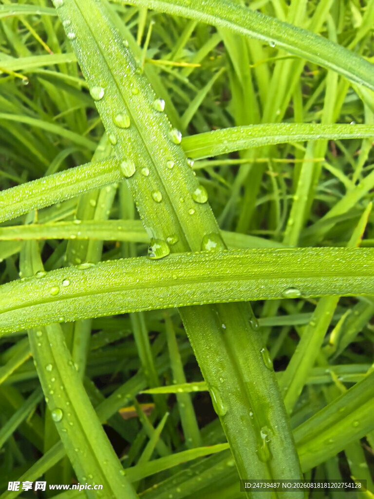 带水珠的翠绿交错草茎