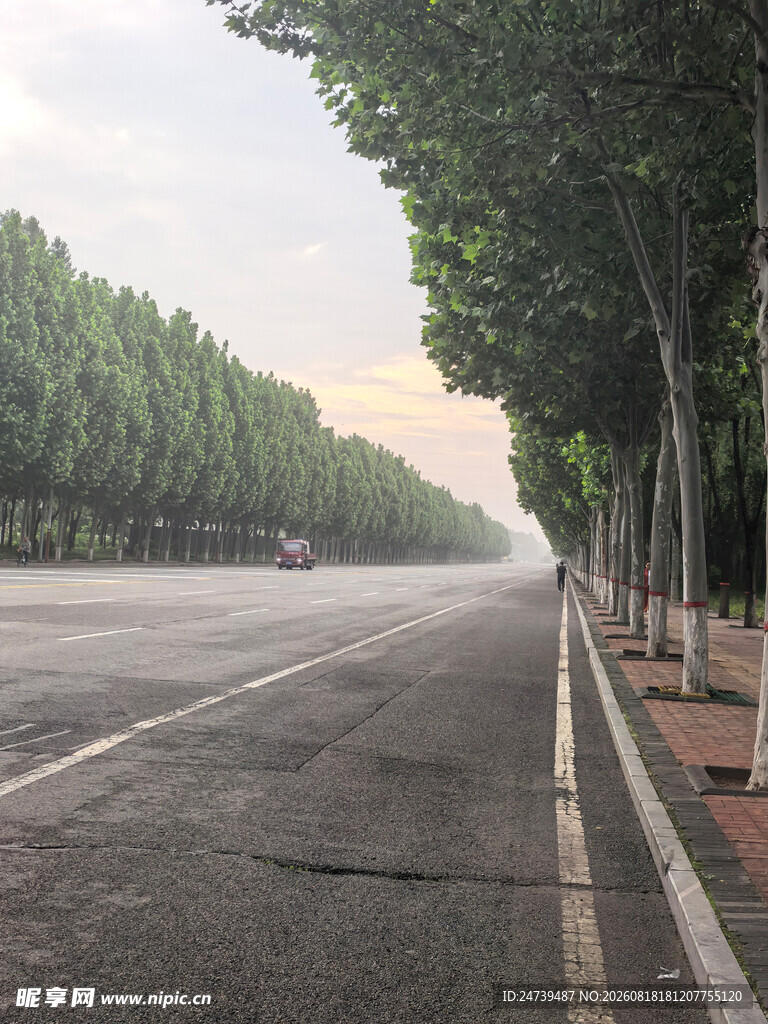 空旷道路旁的绿树成荫
