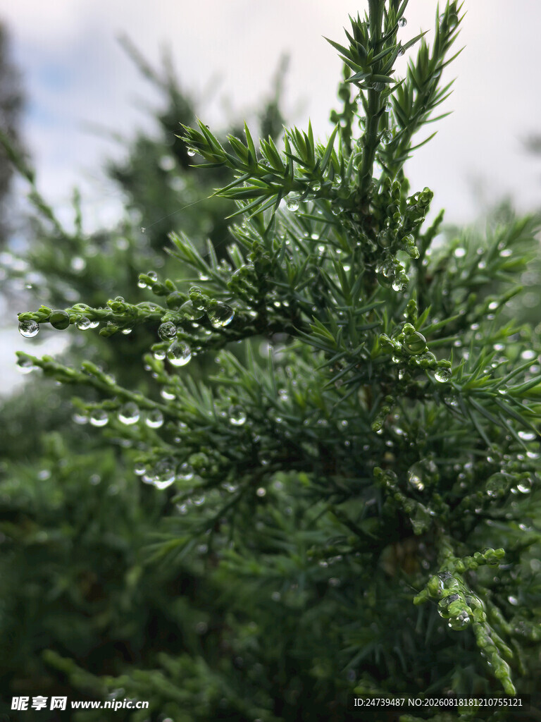翠绿枝叶上的晶莹水珠
