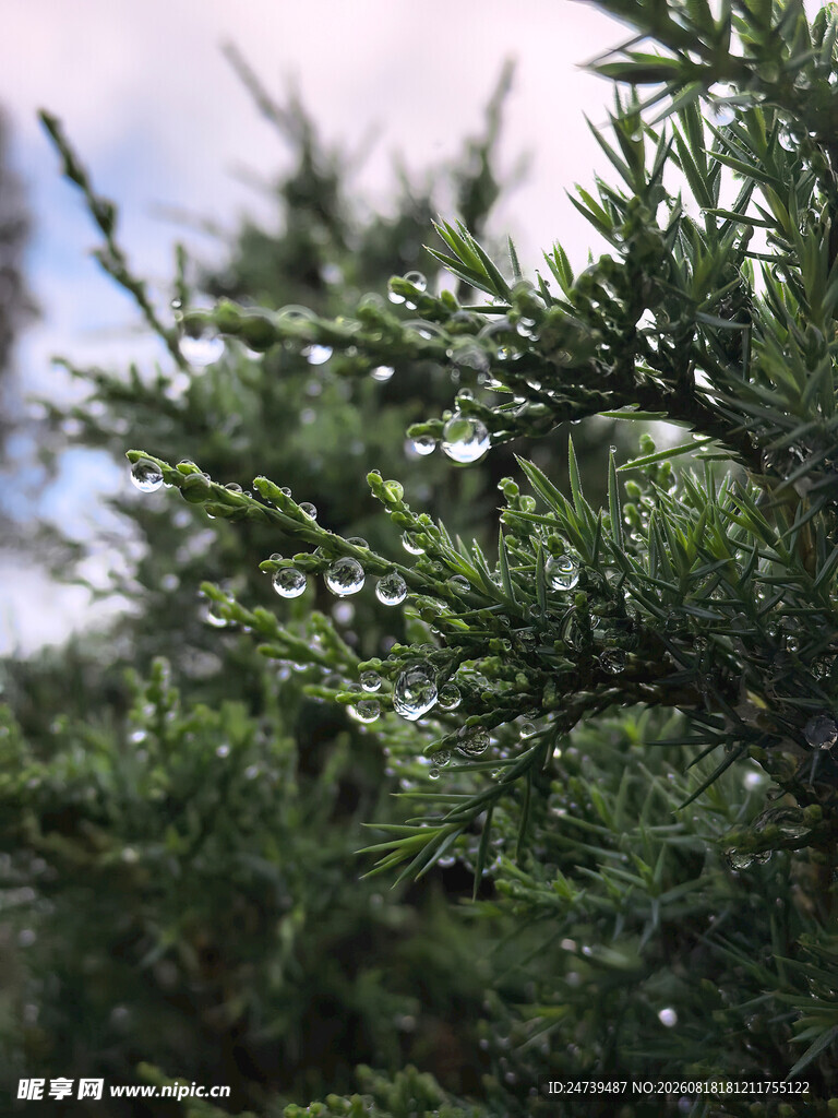 翠绿枝叶上的晶莹水珠