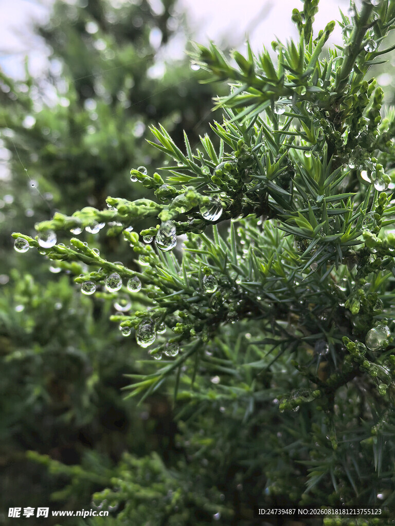 翠绿枝叶上的晶莹水珠