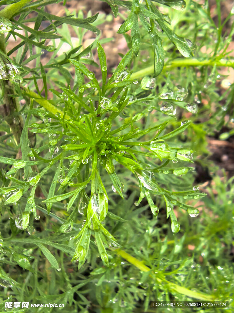嫩绿繁茂的植物枝叶